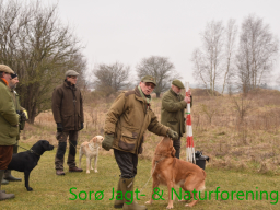 Hundetræning forår 2016
